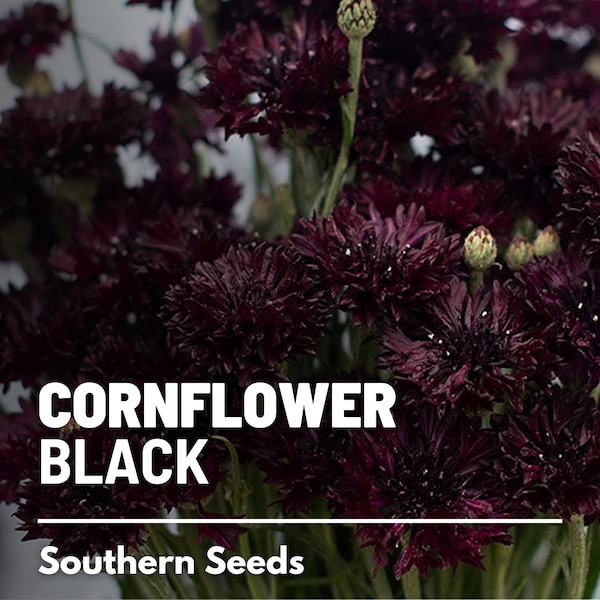 Cornflower, Black (Bachelor's Button) - 100 Seeds - Heirloom Flower - Dark and Dramatic Blooms (Centaurea cyanus)