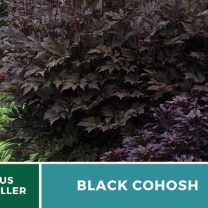 Black Cohosh Bugbane 25 Seeds Heirloom Medicinal Herb Ornamental Flower Cimicifuga ramosa atropurpurea image 8