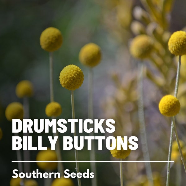 Billy Buttons (Drumsticks) - 50 Seeds - Heirloom Flower - Unique Ball-shaped Blooms (Craspedia globosa)