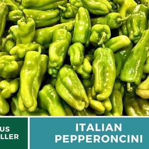 Peut inclure: Une image en gros plan d'un tas de piments italiens verts brillants. Les piments sont longs et fins, avec une pointe l&eacute;g&egrave;rement pointue. Ils sont dispos&eacute;s de mani&egrave;re al&eacute;atoire, certains se chevauchant.
