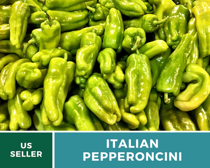 Peut inclure: Une image en gros plan d'un tas de piments italiens verts brillants. Les piments sont longs et fins, avec une pointe l&eacute;g&egrave;rement pointue. Ils sont dispos&eacute;s de mani&egrave;re al&eacute;atoire, certains se chevauchant.