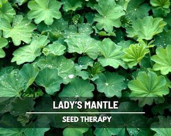 Lady's Mantle Seeds, Alchemilla, Chartreuse Bouquet Filler and Shade Ground Cover, Heirloom Herb, 50 Seeds