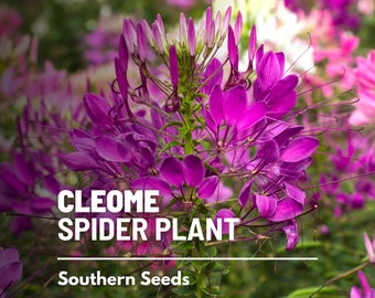 Cleome Flower (Spider Plant) - 50 Seeds - Heirloom Flower- Unique Spidery Blooms (Cleome hassleriana)