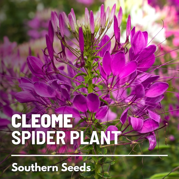 Cleome Flower (Spider Plant) - 50 Seeds - Heirloom Flower- Unique Spidery Blooms (Cleome hassleriana)