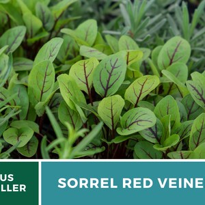 Sorrel, Red Veined 200 Seeds Heirloom Herb, Culinary & Medicinal Plant, Vibrant Red Veins, Tangy Flavor Rumex sanguineus image 2
