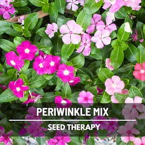 Periwinkle Mix Seeds – Heirloom Flower, Pink to Rose Blooms, Drought & Heat Tolerant, Easy to Grow, Annual | 100 Seeds