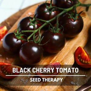 Black Cherry Tomato Seeds – Heirloom, Indeterminate, Sweet and Rich Flavor, Non-GMO, Garden Favorite | 20 Seeds