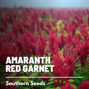 May include: A field of red amaranth plants, also known as red garnet amaranth. The plants are tall and have long, red plumes. The text "Amaranth Red Garnet" and "Southern Seeds" is visible in the image.