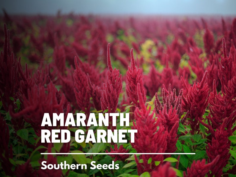 May include: A field of red amaranth plants, also known as red garnet amaranth. The plants are tall and have long, red plumes. The text "Amaranth Red Garnet" and "Southern Seeds" is visible in the image.