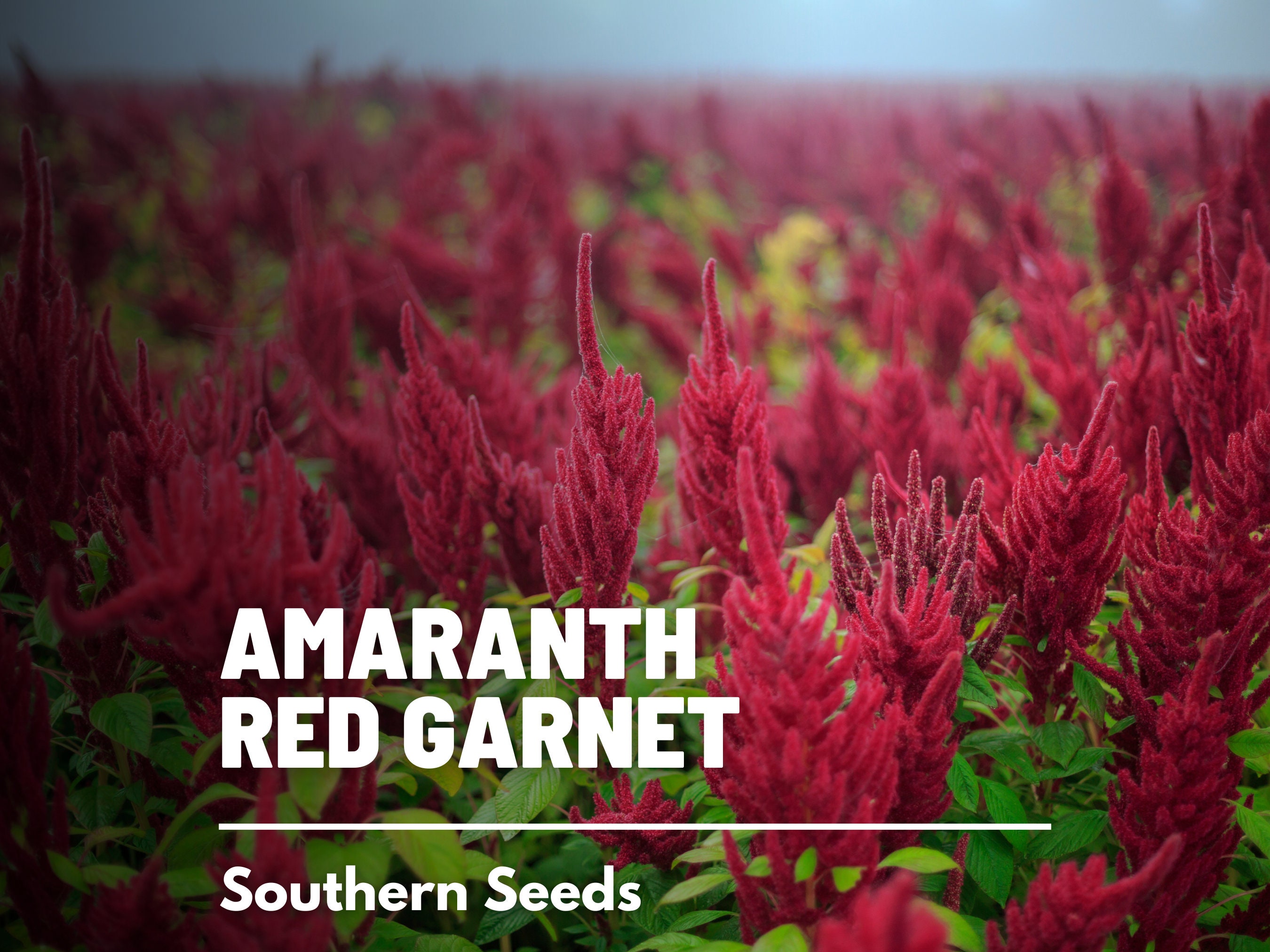 Amaranth Red Garnet 250 Seeds Heirloom Herb Non-gmo -  Sweden