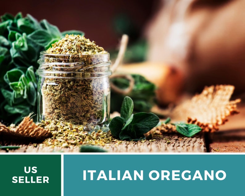 K&ouml;nnte beinhalten: Ein Glas gef&uuml;llt mit getrocknetem italienischem Oregano, im Hintergrund frische Oregano-Zweige. Das Glas steht auf einer Holzoberfl&auml;che. US SELLER ITALIAN OREGANO.