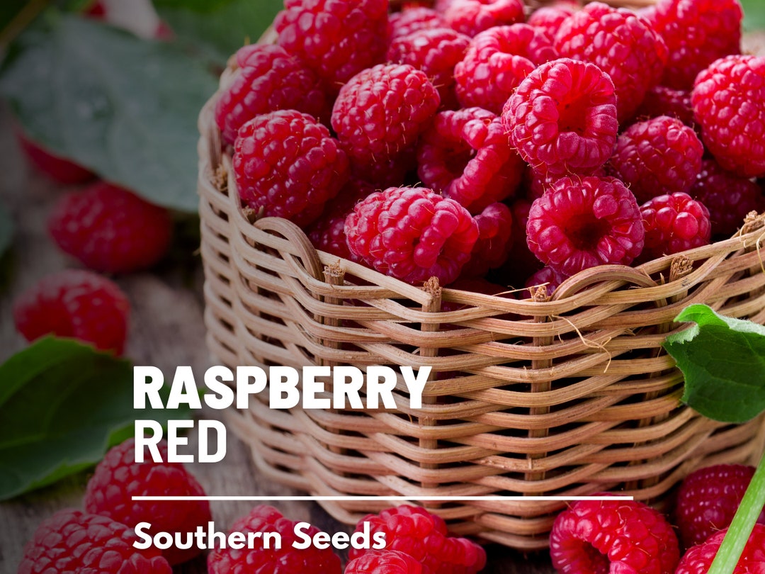 Raspberry, Red 30 Seeds Heirloom Fruit Ideal for Fresh Eating, Jams