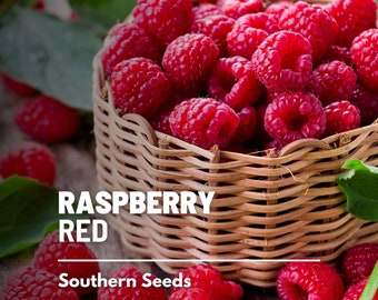 Raspberry, Red - 30 Seeds - Heirloom Fruit - Ideal for Fresh Eating, Jams, and Baking (Rubus idaeus)