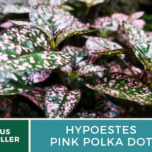 Op de afbeelding: Een close-up van een kamerplant met groene bladeren met roze stippen. De plant is gelabeld "Hypoestes Pink Polka Dot".