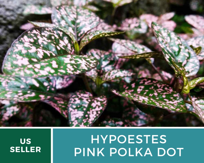Op de afbeelding: Een close-up van een kamerplant met groene bladeren met roze stippen. De plant is gelabeld "Hypoestes Pink Polka Dot".