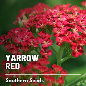 Yarrow, Red - 100 Seeds - Heirloom Flower, Medicinal Herb, Rich red blooms, Attracts pollinators (Achillea millefolium)