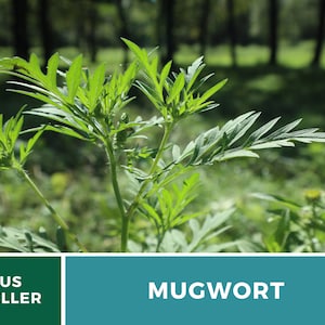 May include: A close-up of a green mugwort plant growing in a field. The plant has long, narrow leaves and is in focus, while the background is blurred.