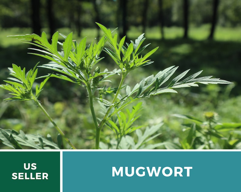 May include: A close-up of a green mugwort plant growing in a field. The plant has long, narrow leaves and is in focus, while the background is blurred.