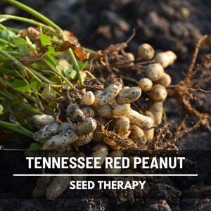 May include: A close-up of freshly harvested Tennessee Red peanuts, with their roots and green stems still attached. The image features the text "TENNESSEE RED PEANUT" and "SEED THERAPY" in white letters.
