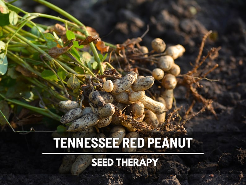 May include: A close-up of freshly harvested Tennessee Red peanuts, with their roots and green stems still attached. The image features the text "TENNESSEE RED PEANUT" and "SEED THERAPY" in white letters.