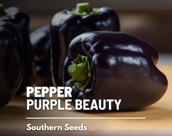 Pepper, Purple Beauty Sweet Bell - 30 Seeds - Heirloom Vegetable - Purple Pepper - Open Pollinated - Non-GMO (Capsicum annuum)