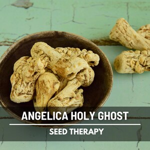 Dried Angelica Holy Ghost roots displayed in a wooden bowl – Seed Therapy