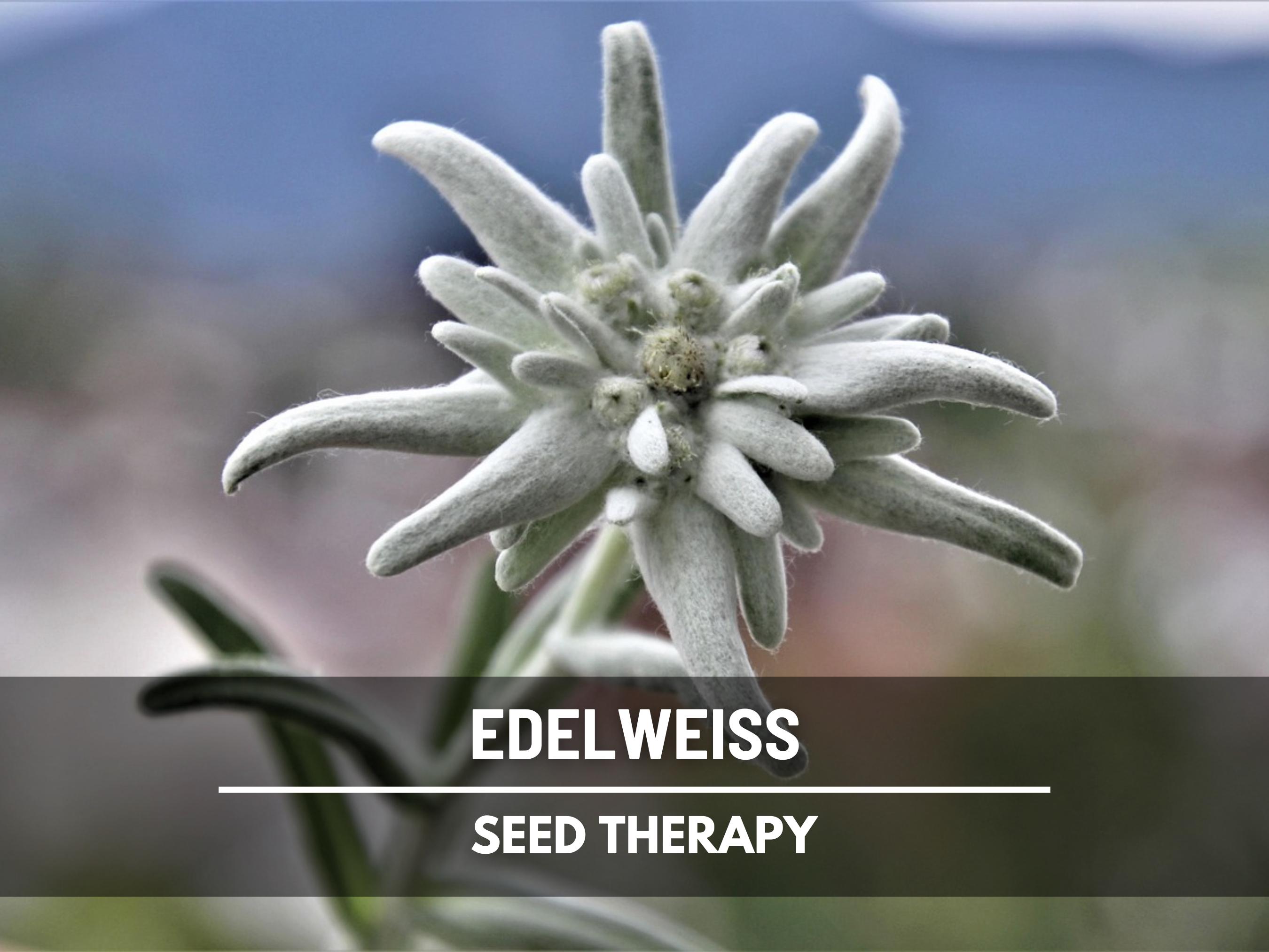 Edelweiss Seeds  Heirloom, National Flower of Switzerland & Medicinal  Herb, Unique Alpine Blooms | 100 Seeds - Etsy Israel