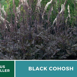 Black Cohosh Bugbane 25 Seeds Heirloom Medicinal Herb Ornamental Flower Cimicifuga ramosa atropurpurea image 4