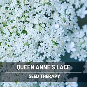 Queen Anne's Lace Seeds, Daucus carota, White Lace Wildflower and Bouquet Filler, Heirloom, 100 Seeds immagine 2