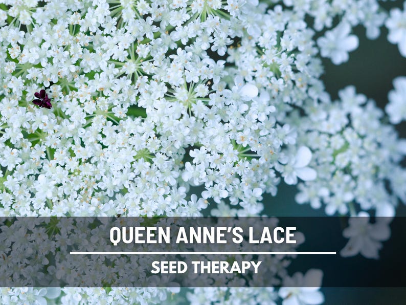 Queen Anne's Lace Seeds, Daucus carota, White Lace Wildflower and Bouquet Filler, Heirloom, 100 Seeds immagine 2