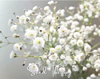 May include: A cluster of delicate white baby's breath flowers with numerous small, multi-petaled blossoms and thin green stems. The text Seed Therapy is printed in a white, cursive script font across the lower portion of the floral arrangement.