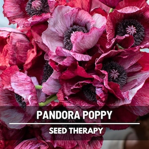 Pandora Poppy Seeds – Heirloom Flower, Corn Poppy, Striking Lilac Lavender Blooms, Non-GMO, Cut Flower Favorite | 25 Seeds