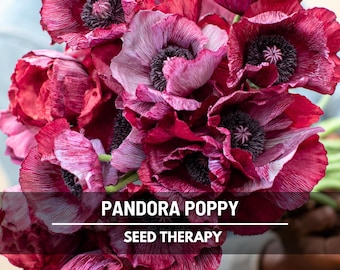 Pandora Poppy Seeds, Burgundy and Pink Shirley Poppy with Silver Grey Stripes, Heirloom, 25 Seeds