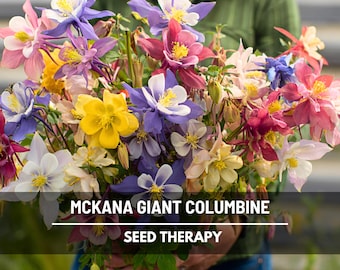 Columbine McKana Giant Mix Seeds – Hybrid Flower, AAS Winner & Giant Blooms, Easy to Grow | 100 Seeds