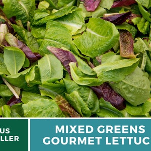 May include: A close-up of mixed greens and gourmet lettuce. The image shows a variety of green and red lettuce leaves. The text "MIXED GREENS GOURMET LETTUCE" is displayed in a blue box.