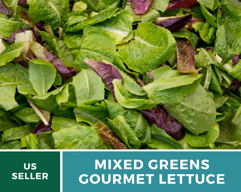May include: A close-up of mixed greens and gourmet lettuce. The image shows a variety of green and red lettuce leaves. The text "MIXED GREENS GOURMET LETTUCE" is displayed in a blue box.