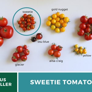 Tomato, Sweetie 50 Seeds Heirloom Vegetable, Indeterminate Plant Small, sweet cherry tomatoes Lycopersicon esculentum image 8