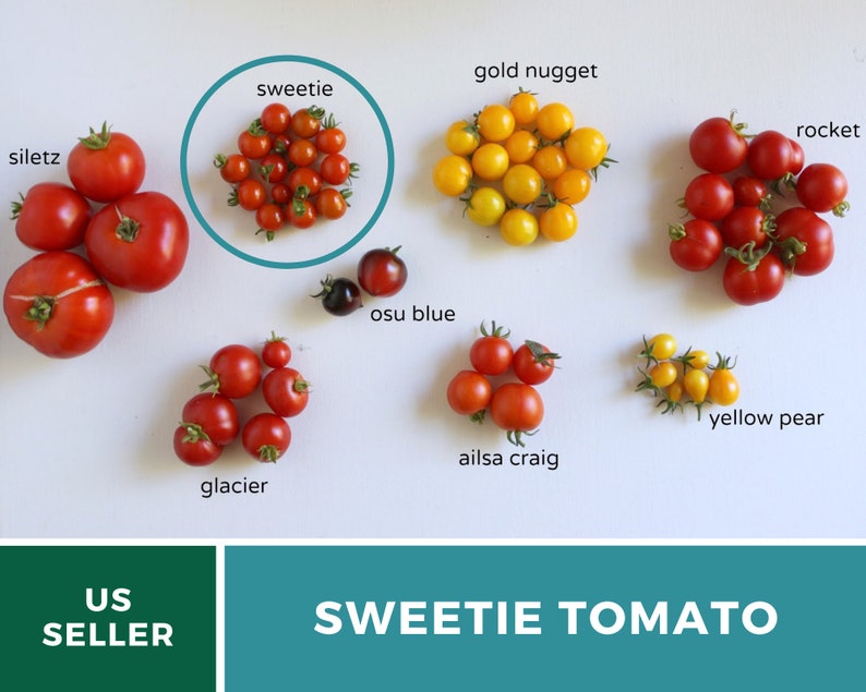 Tomato, Sweetie 50 Seeds Heirloom Vegetable, Indeterminate Plant Small, sweet cherry tomatoes Lycopersicon esculentum image 8