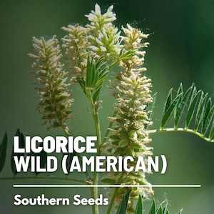 Licorice, American (Wild) - 40 Seeds - Heirloom Culinary & Medicinal Herb - Open Pollinated - Non-GMO (Glycyrrhiza lepidota)