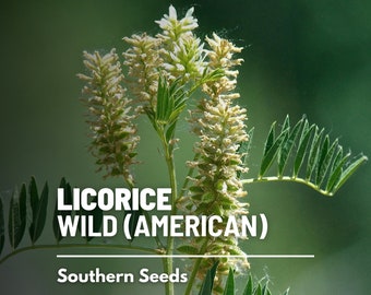 Licorice, American (Wild) - 40 Seeds - Heirloom Culinary & Medicinal Herb - Open Pollinated - Non-GMO (Glycyrrhiza lepidota)