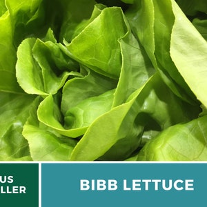 Summer Bibb Lettuce Seeds, Heat Tolerant Butterhead, Slow Bolting for Warm Weather, Heirloom, 500 Seeds image 3