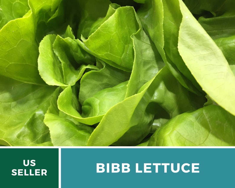 Summer Bibb Lettuce Seeds, Heat Tolerant Butterhead, Slow Bolting for Warm Weather, Heirloom, 500 Seeds image 3