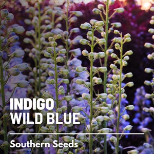 Indigo, Blue Wild - 35 Seeds - Heirloom Flower - Create Your Own Dyes (Baptisia australis)