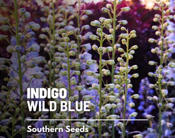 Indigo, Blue Wild - 35 Seeds - Heirloom Flower - Create Your Own Dyes (Baptisia australis)