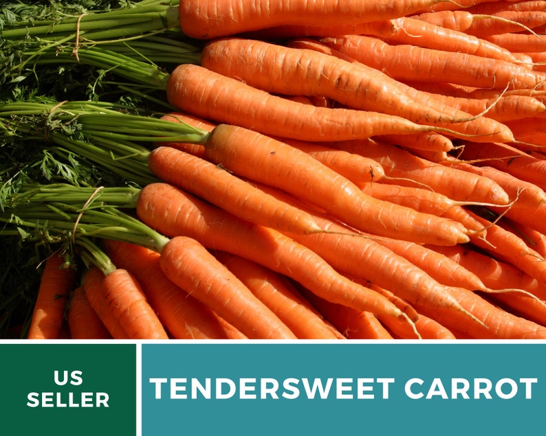 May include: A close-up image of a bunch of bright orange carrots with green tops. The carrots are arranged in a pile, with the tops sticking out. The text "TENDERSWEET CARROT" is visible at the bottom of the image.
