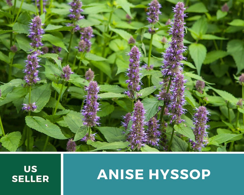 Hyssop Anise licorice Mint 200 Seeds Culinary & Etsy