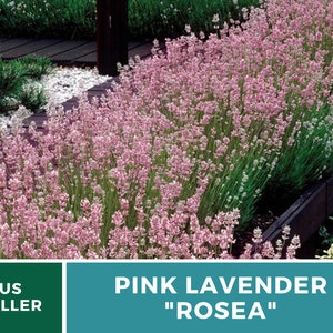 Lavender, Pink Rosea 20 Seeds Heirloom Flower Culinary & Medicinal Herb Fragrant Pink Flowers Lavandula angustifolia image 3