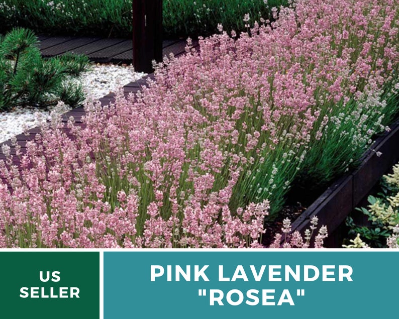 Lavender, Pink Rosea 20 Seeds Heirloom Flower Culinary & Medicinal Herb Fragrant Pink Flowers Lavandula angustifolia image 3