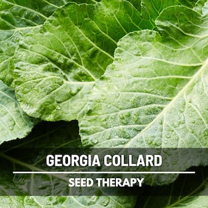 Georgia Collard Greens Seeds – Heirloom, Open Pollinated, Non-GMO, Nutritious Southern Vegetable, Garden Favorite | 100 Seeds
