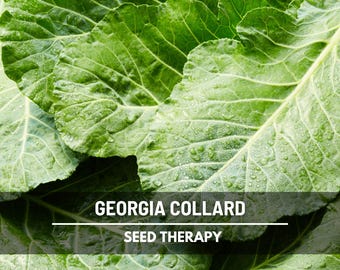 Georgia Collard Greens Seeds, Southern Blue Green Collards, Heat and Cold Tolerant, Heirloom, 100 Seeds
